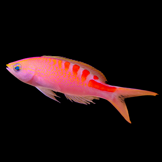 Lori's Anthias
