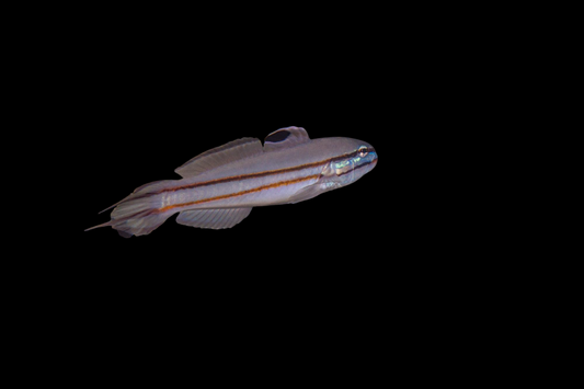 Sleeper Railway Glider Goby