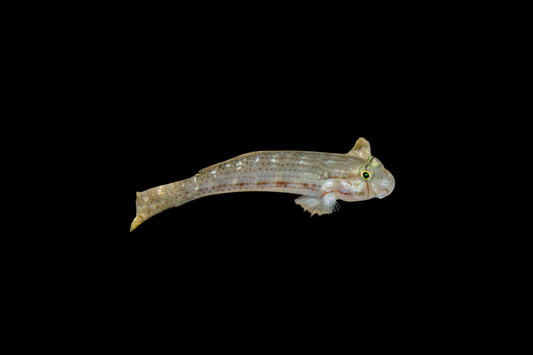 Eyebar Sand-Sifting Goldspot Goby