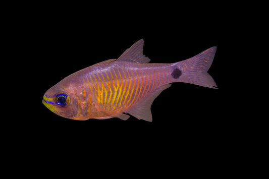 Orangelined Cardinalfish