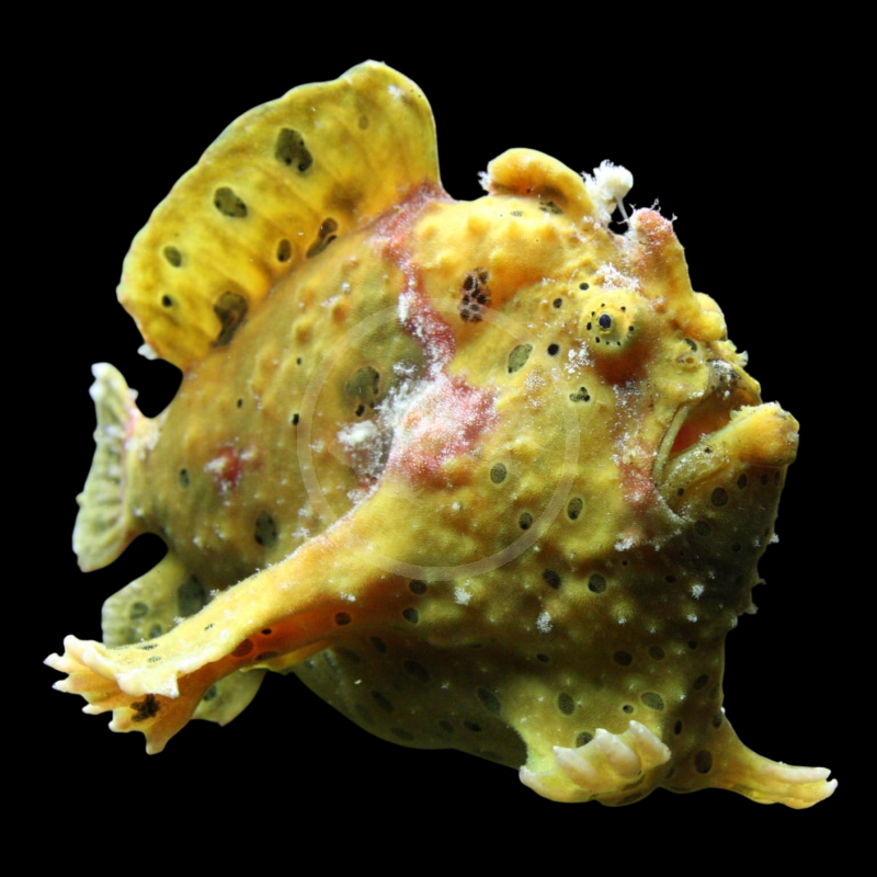 Anglerfish, Assorted