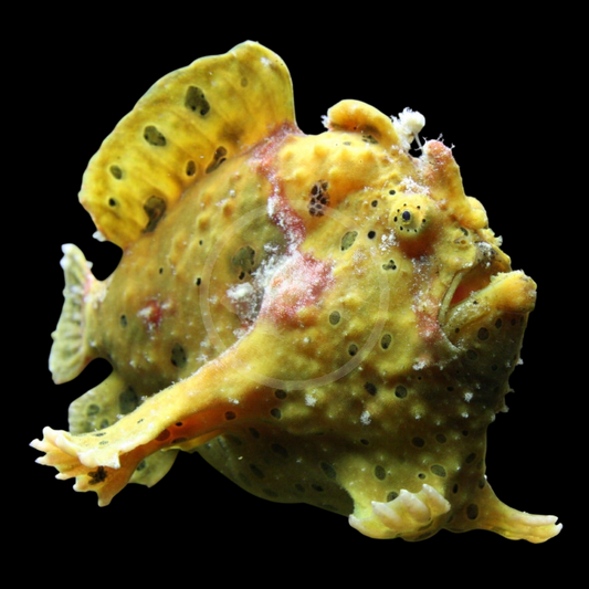Anglerfish, Assorted