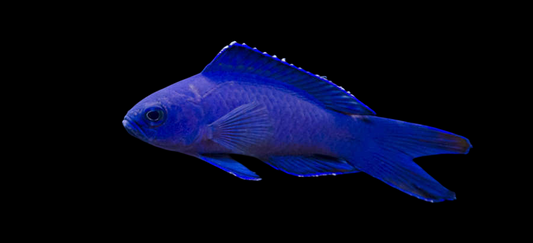 Macneill's Assessor Basslet