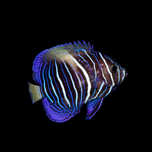 Maculosis Angelfish, Juvenile