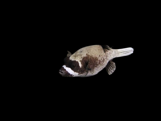 Masked Pufferfish