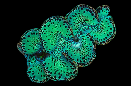 Maxima Clam