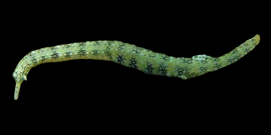 Dragonface Pipefish