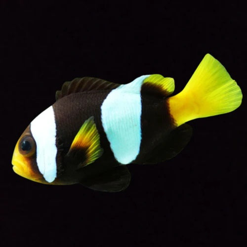 Misbar Sebae Clownfish