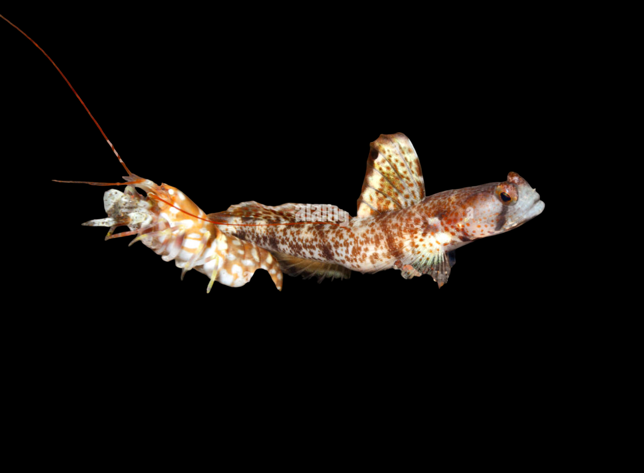 Monster Shrimp Goby