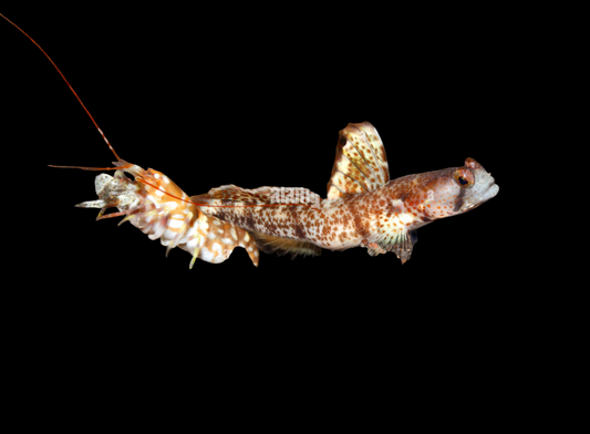 Monster Shrimp Goby