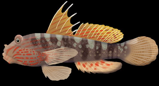Mud Reef Goby