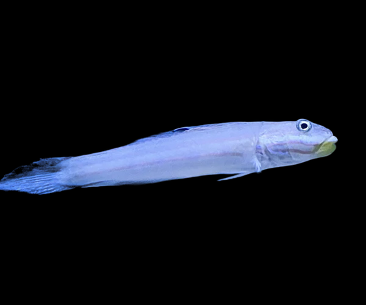Sleeper Mural Goby
