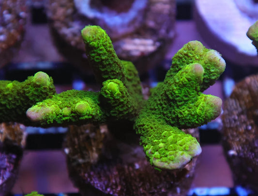 Montipora digitata
