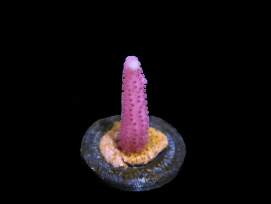 Seriatopora sp