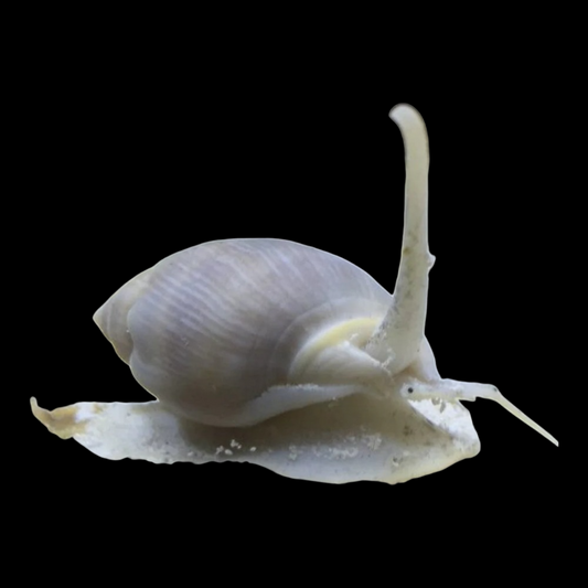 Baja Nassarius Snail