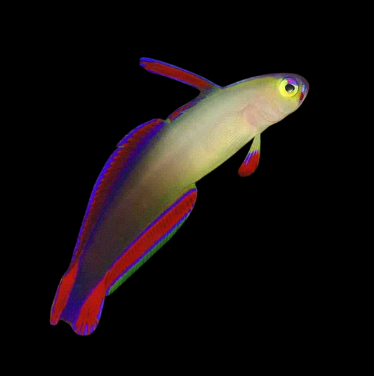 Purple Firefish