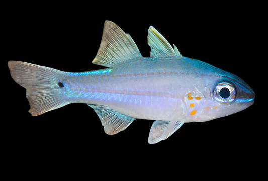 Spotted Tail Cardinalfish