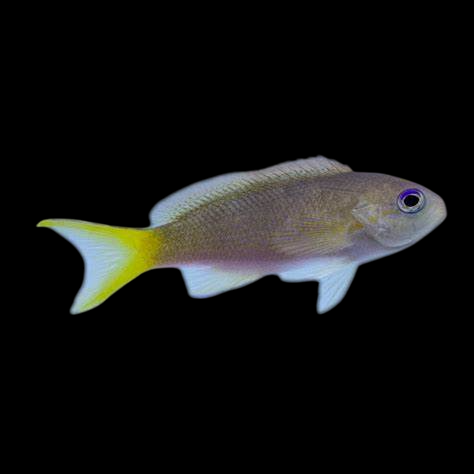 Olive Anthias