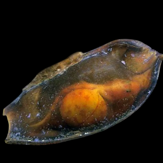 Egg Capsule, Chiloscyllium