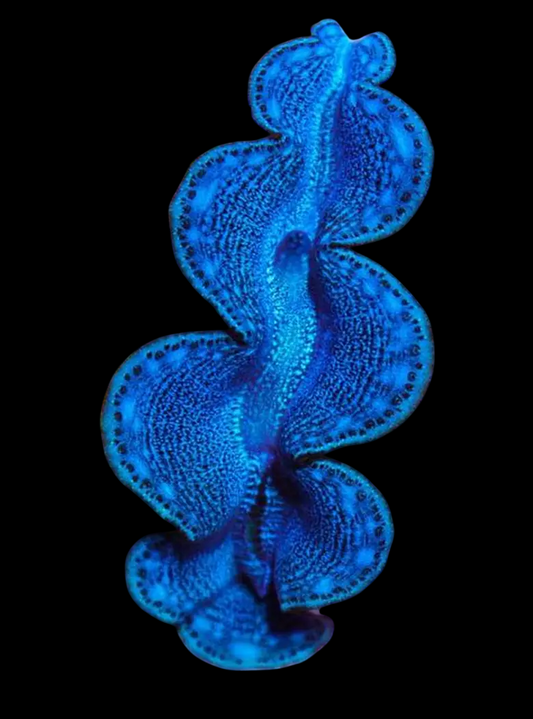 Super Color Maxima Clam