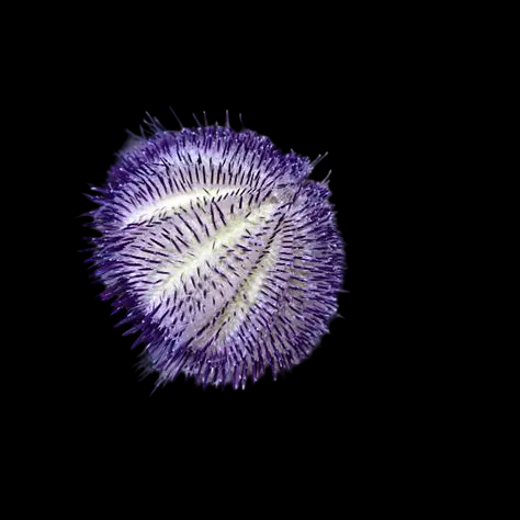 Purple/Pink Hairy Urchin