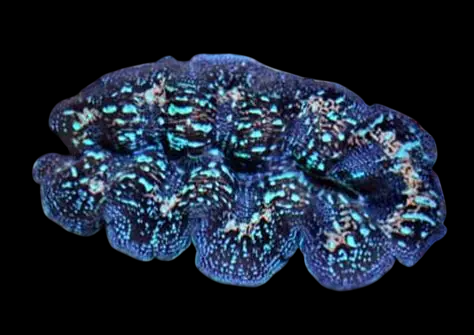 Multicolored Crocea Clam