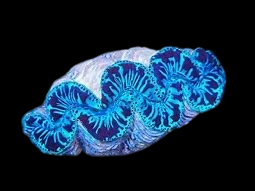 Ultra Blue/Turquoise Maxima Clam