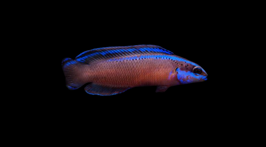 Black Neon Dottyback
