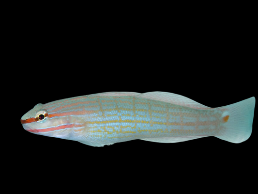 Orange Striped Goby