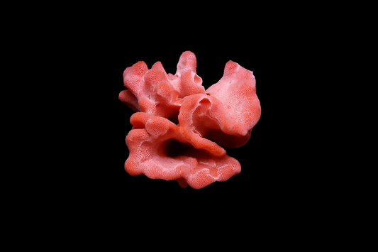 Orange Frilly Sponge