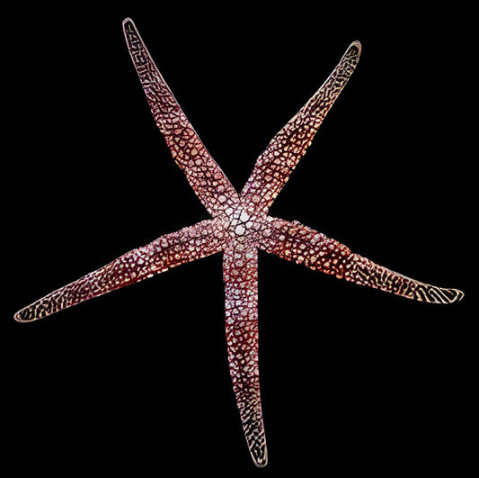 Orange Mesh Sea Star