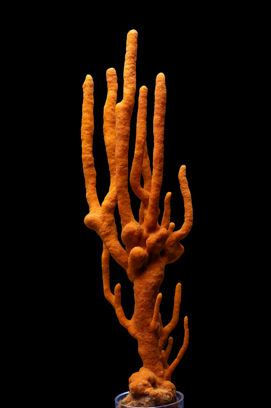 Orange Tree Sponge