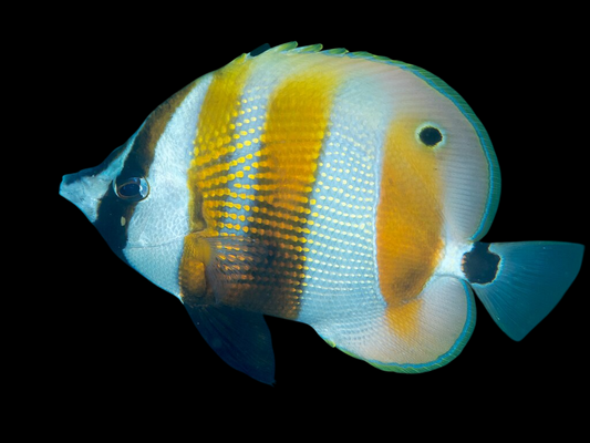 Hi Fin Coradion Butterflyfish