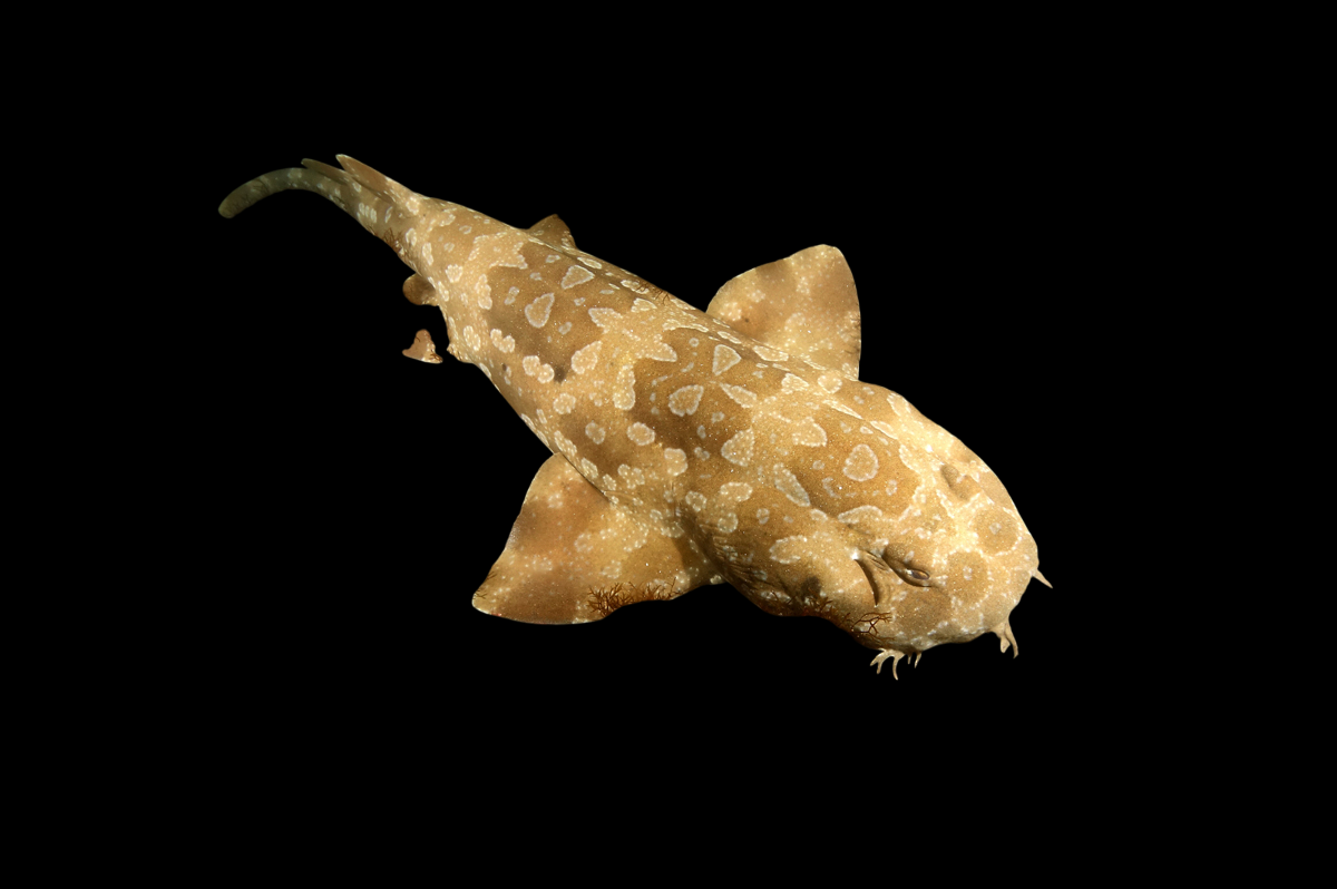 Spotted Wobbegong Shark