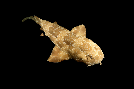 Spotted Wobbegong Shark