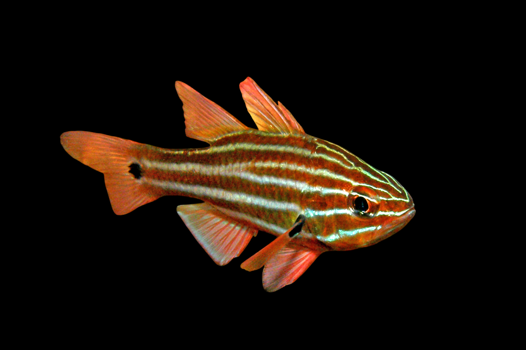 Western Striped Cardinalfish – International Aquatics