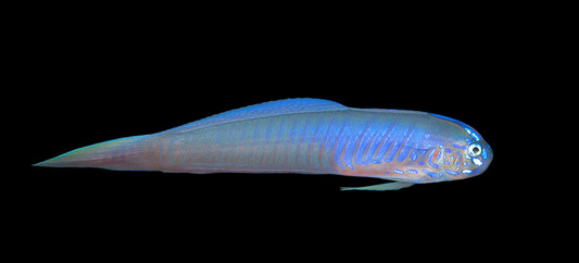 Blue Barred Ribbon Goby