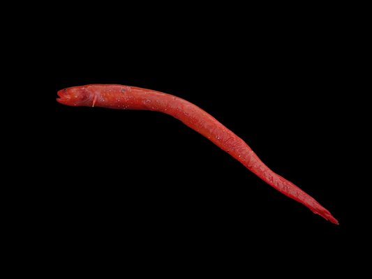 Orange Eel Pout Goby