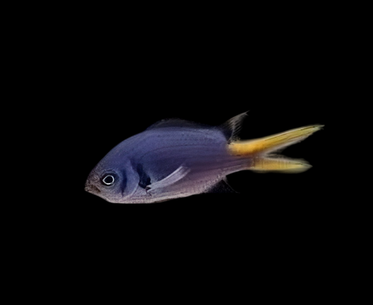 Pale Tail Chromis