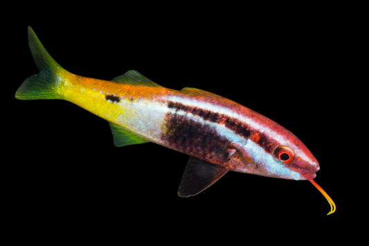 Bicolor Goatfish