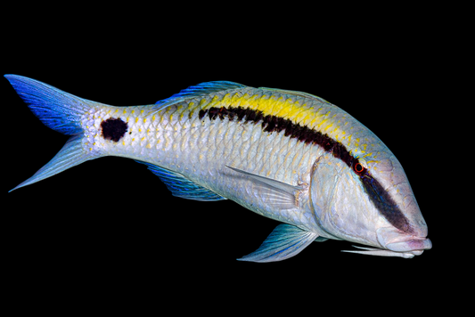 Yellow Back Goatfish