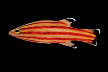 Peppermint Basslet