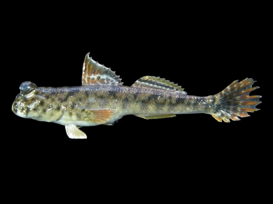 Mudskipper