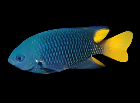 Philippine Damselfish