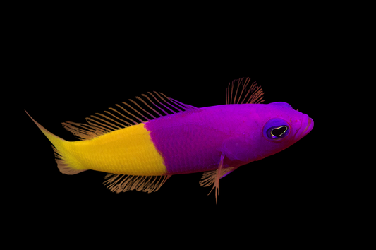 Bicolored Dottyback, Coral Sea