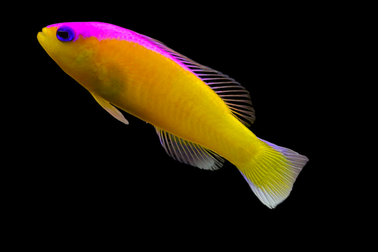 Diadema Dottyback