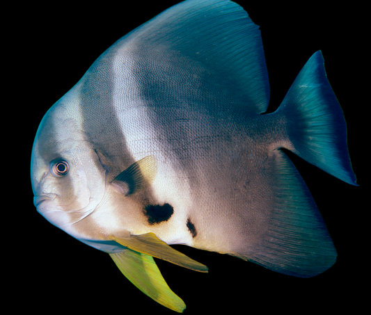 Tiera Batfish