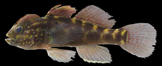 Crested Goby