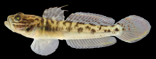 Caribbean Clown Goby