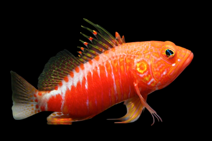 Pelicier's Perchlet – International Aquatics